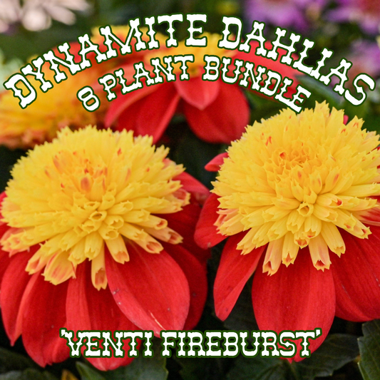 Dahlia 'Venti FireBurst' ~ Dynamite Bundle of 8 Hefty Plants for Preorder