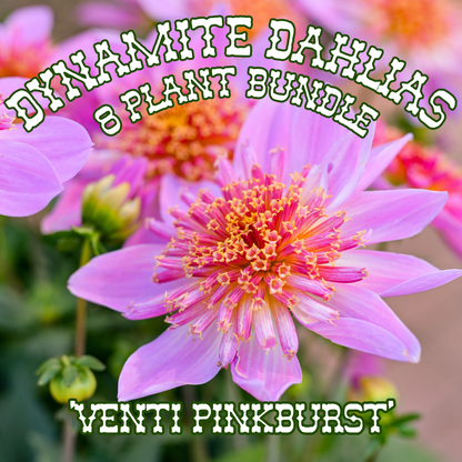 Dahlia 'Venti PinkBurst' ~ Dynamite Bundle of 8 Hefty Plants for Preorder