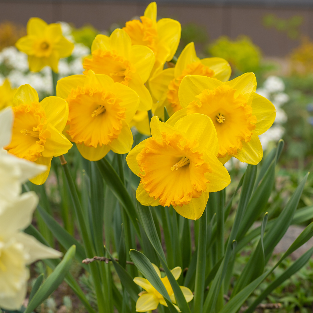 Daffodil 'Carlton'
