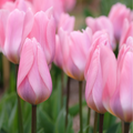 Tulip 'Light and Dreamy'