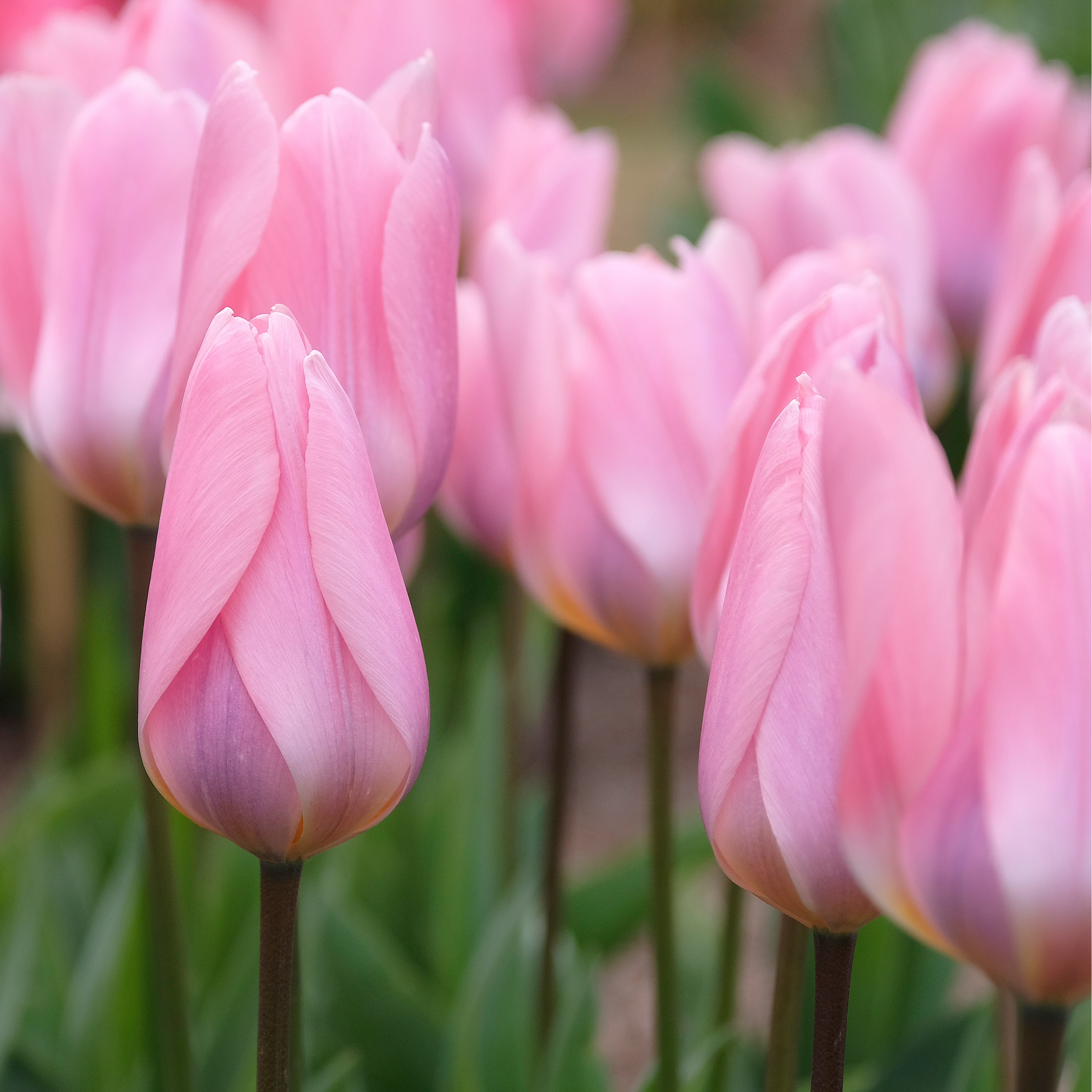 Tulip 'Light and Dreamy'