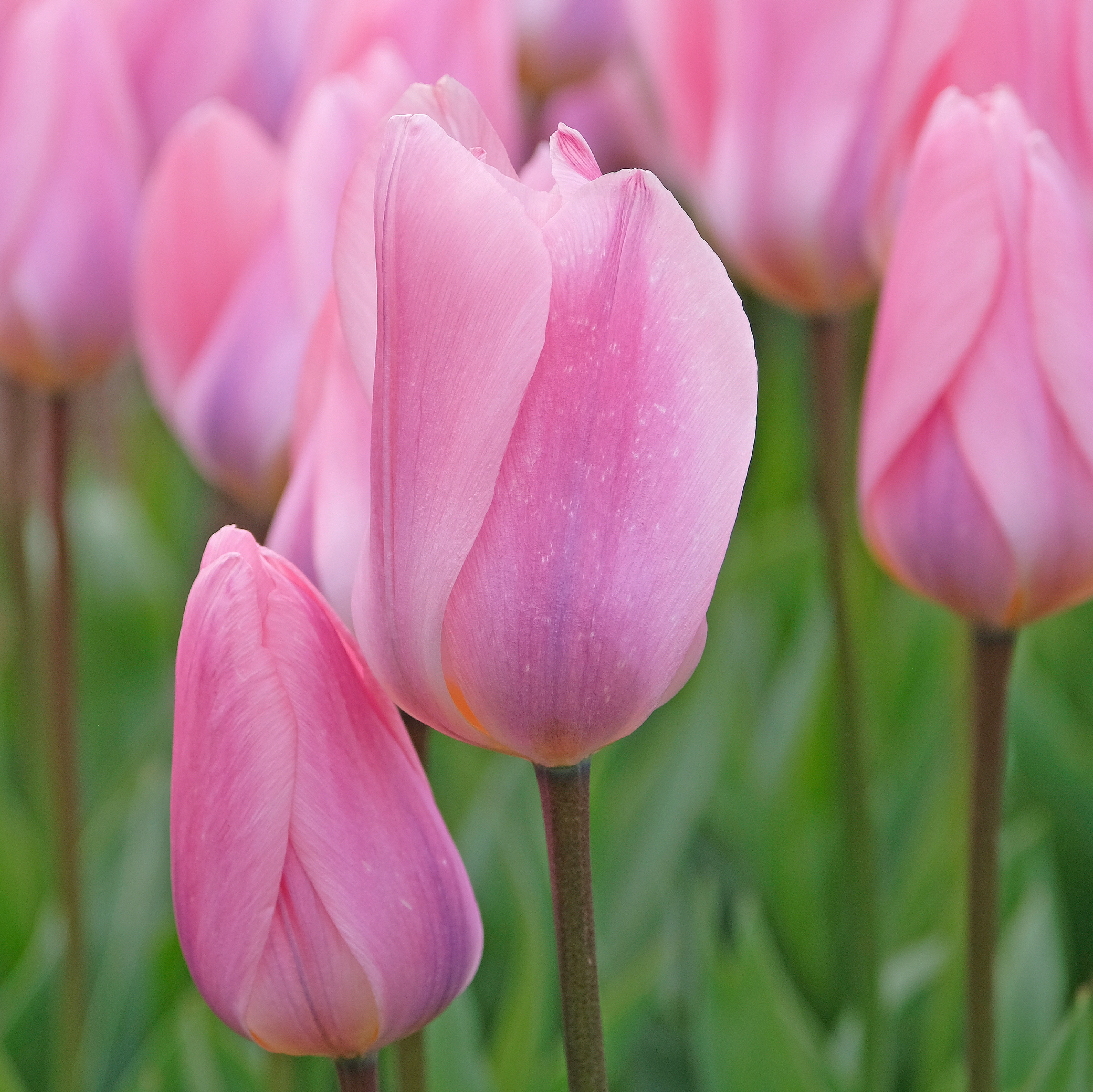 Tulip 'Light and Dreamy'