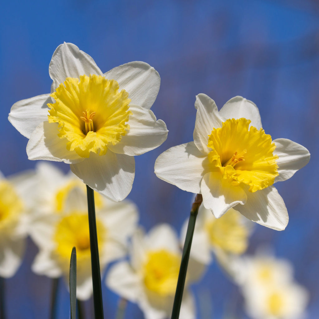 Daffodil 'Las Vegas'
