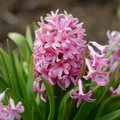 Hyacinth 'Pink Pearl' - 20 Bulbs