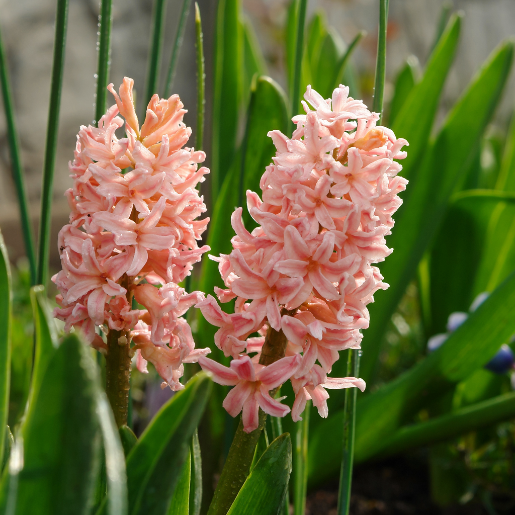 Hyacinth 'Gipsy Queen' - 20 Bulbs