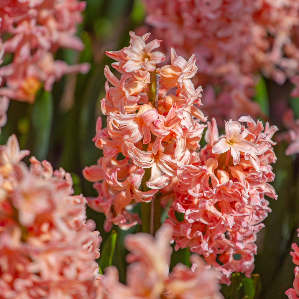Hyacinth 'Gipsy Queen' - 20 Bulbs
