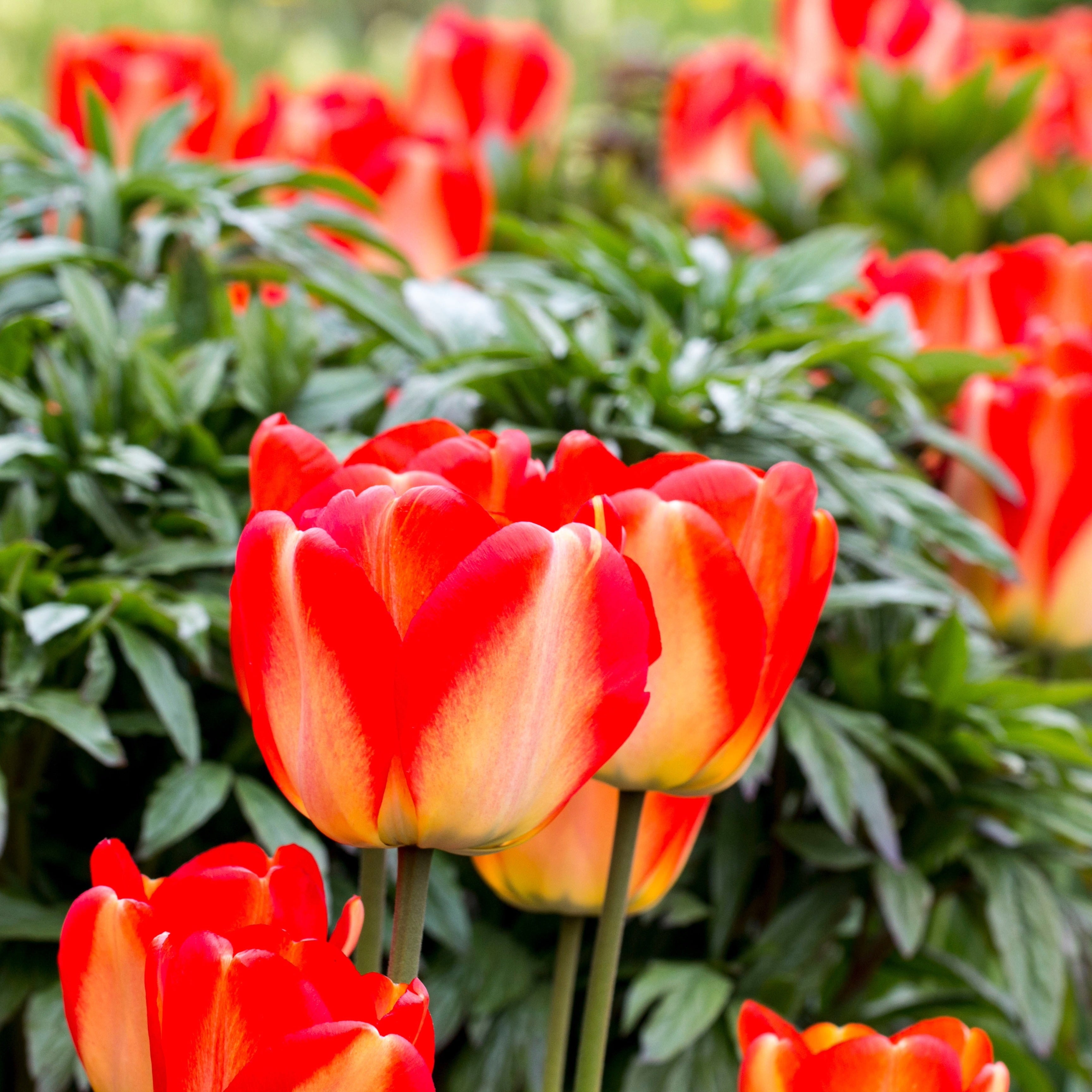 Tulip 'American Dream' - 20 Bulbs