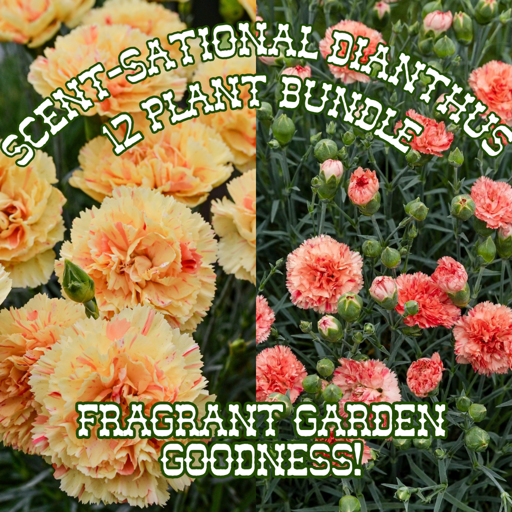 Scent-Sational Dianthus Collection