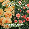 Scent-Sational Dianthus Collection