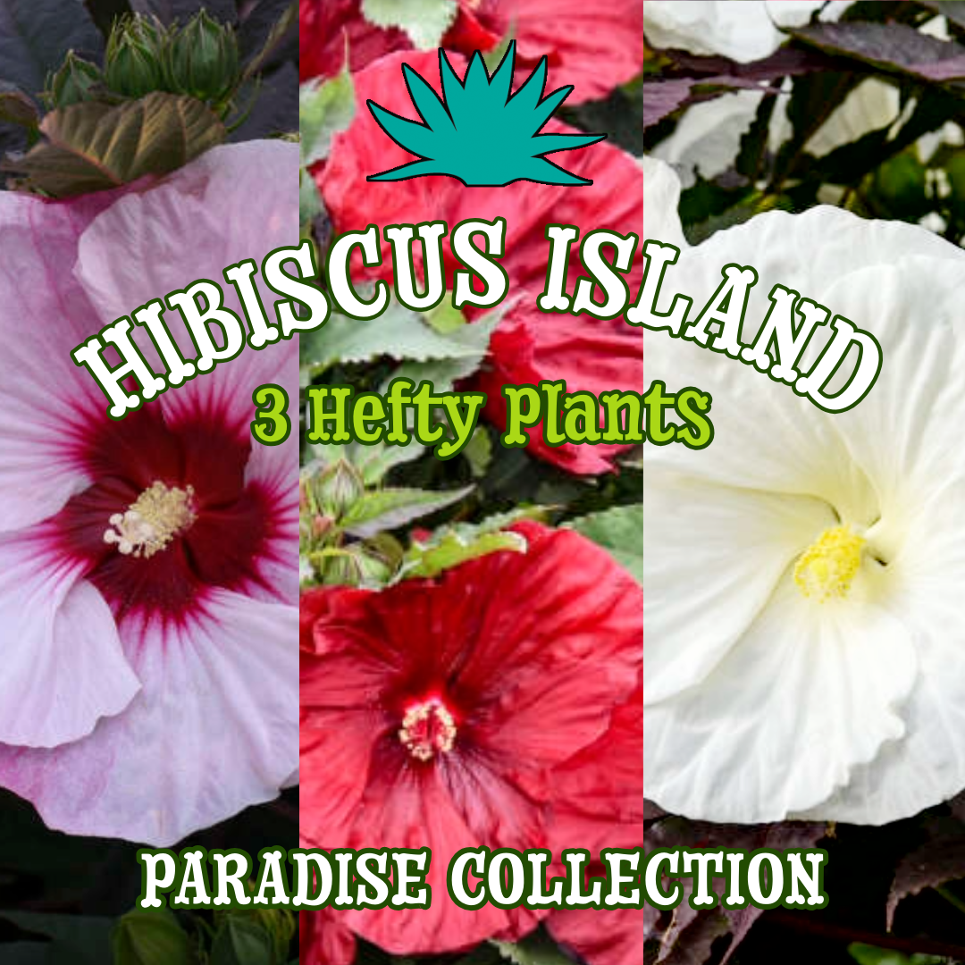 Hibiscus Island Paradise Collection