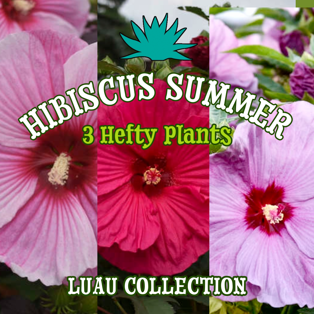 Hibiscus Summer Luau Collection