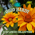 Solar Flare Collection