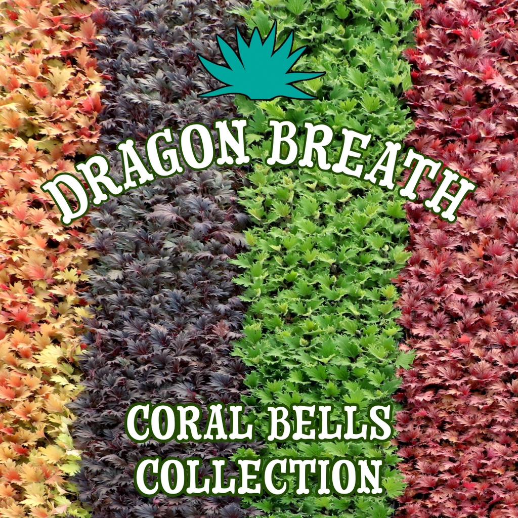 Dragon Breath Coral Bells Collection