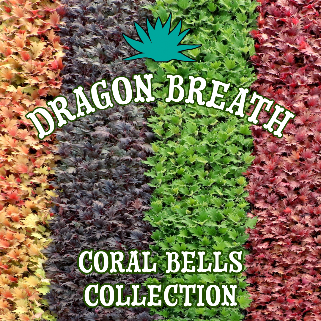 Dragon Breath Coral Bells Collection