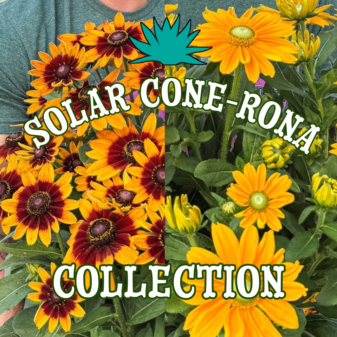 Solar Cone-Rona Collection