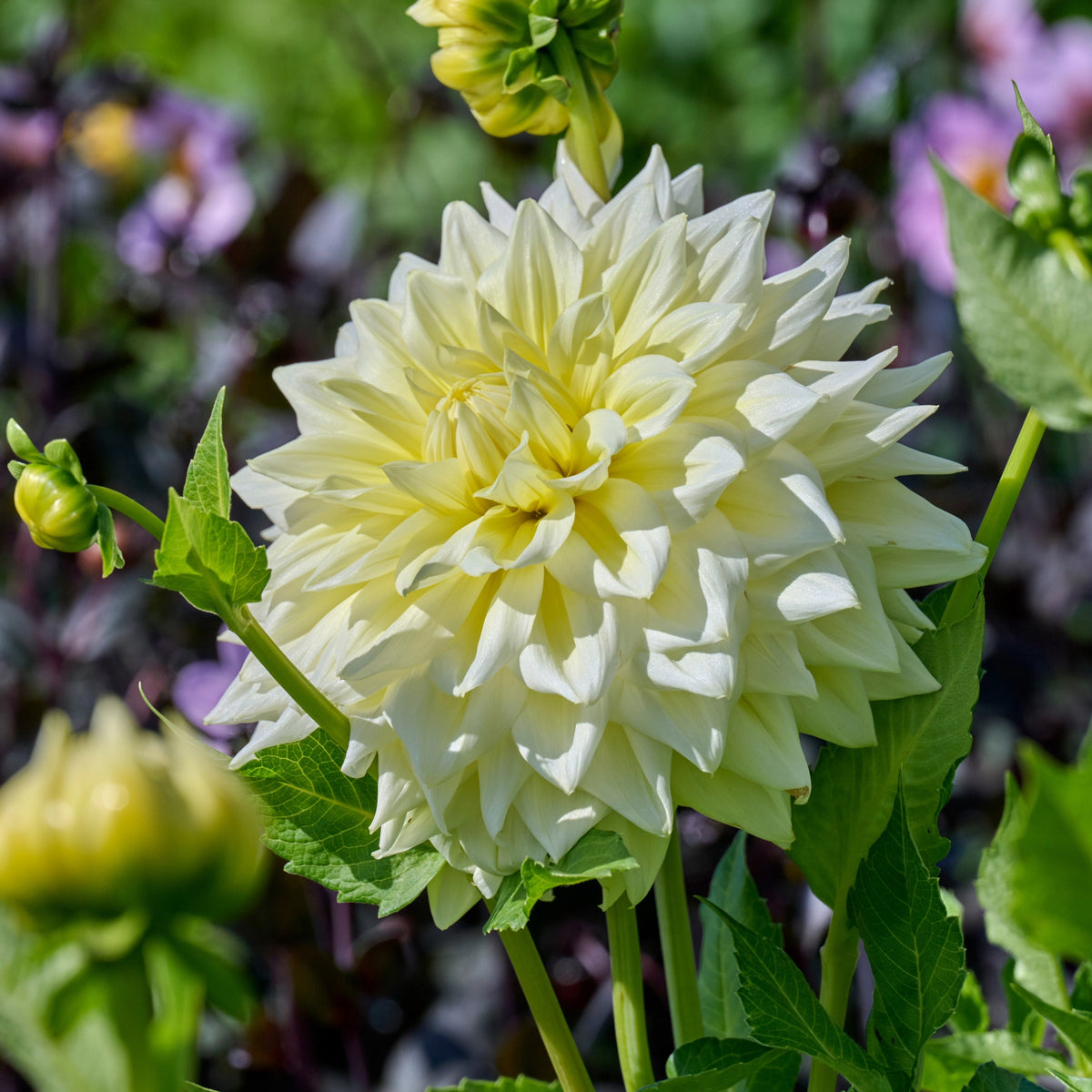 Dahlia Alva's Supreme | Dinnerplate Dahlia