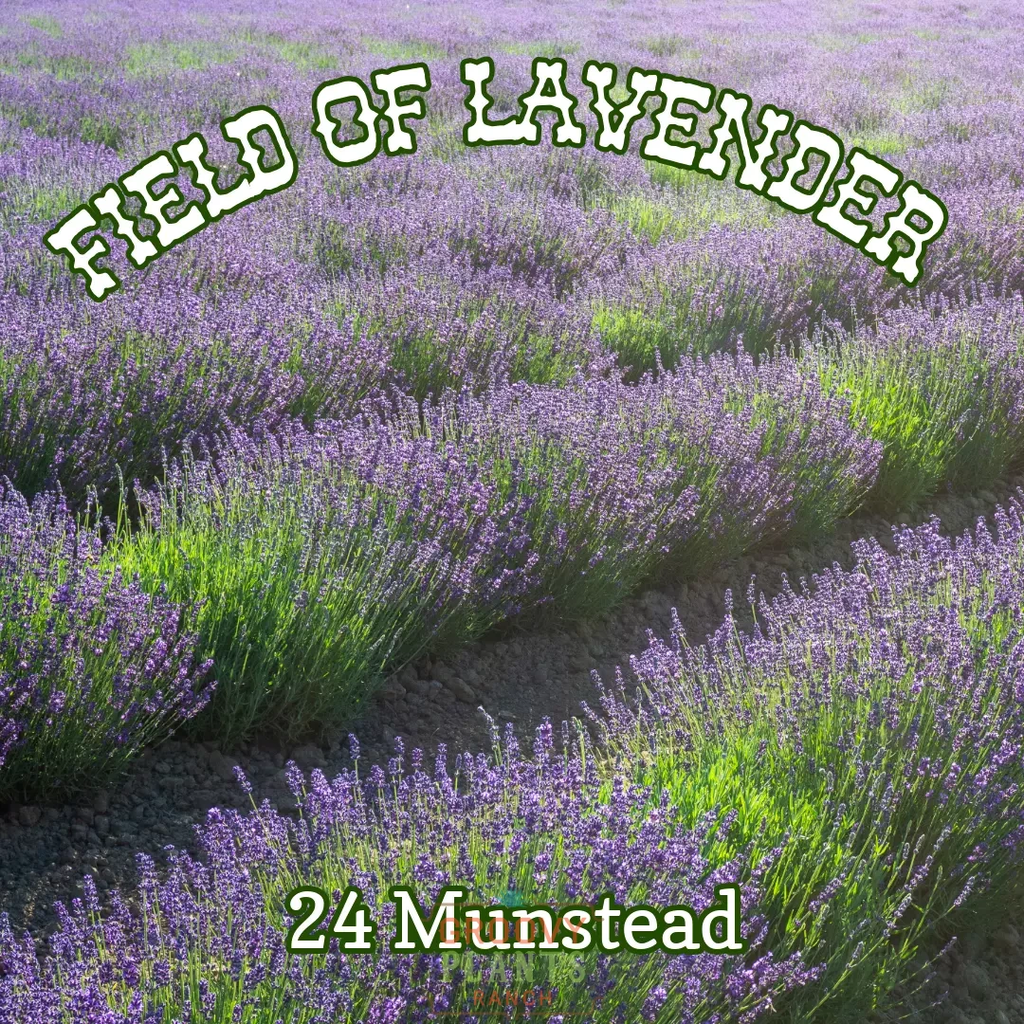 Lavender 'Munstead' ~ Field of 24 Hefty Plants for Preorder
