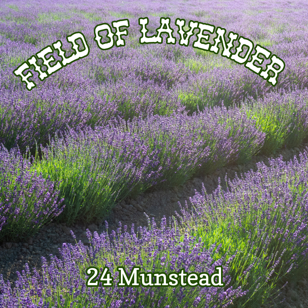 Lavender 'Munstead' ~ Field of 24 Hefty Plants for Preorder