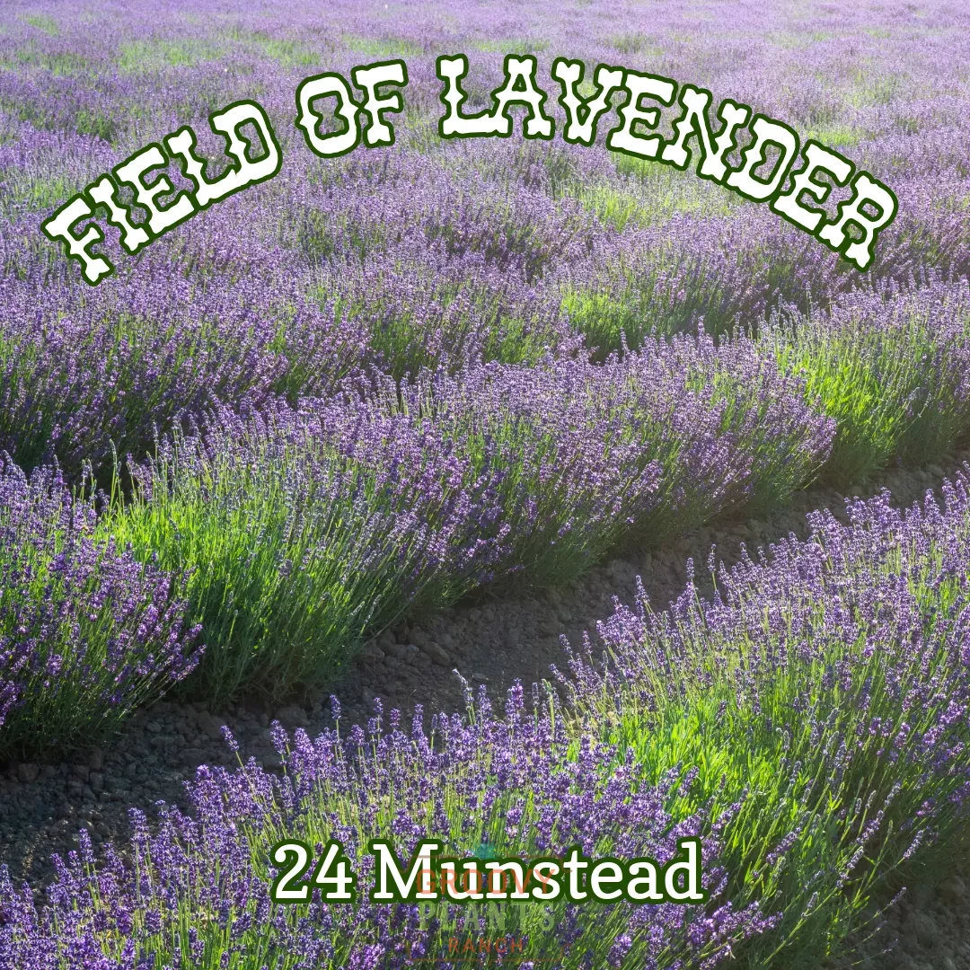 Lavender 'Munstead' ~ Field of 24 Hefty Plants for Preorder