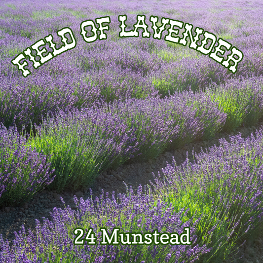 Lavender 'Munstead' ~ Field of 24 Hefty Plants for Preorder