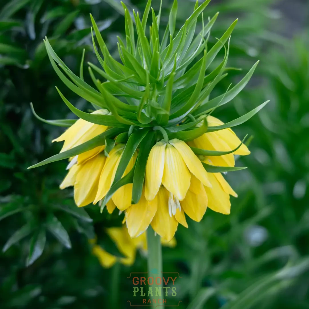 Yellow Crown Imperial Fritillary