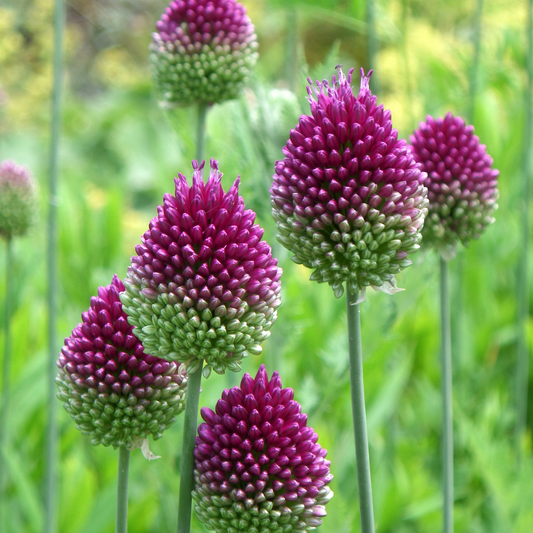 Sea of Drumsticks ~ 75 Allium 'Sphaerocephalon' Drumstick bulbs