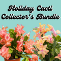 Collector's Bundle | Tangerine Sunset & Lemon Meringue Holiday Cacti
