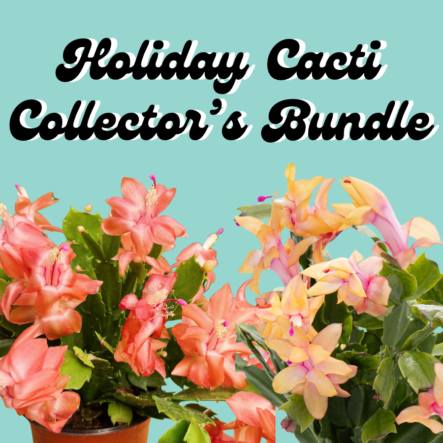 Collector's Bundle | Tangerine Sunset & Lemon Meringue Holiday Cacti