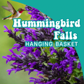 Salvia Hummingbird Falls ~ 1 Hefty Hanging Basket for Pickup at The Ranch