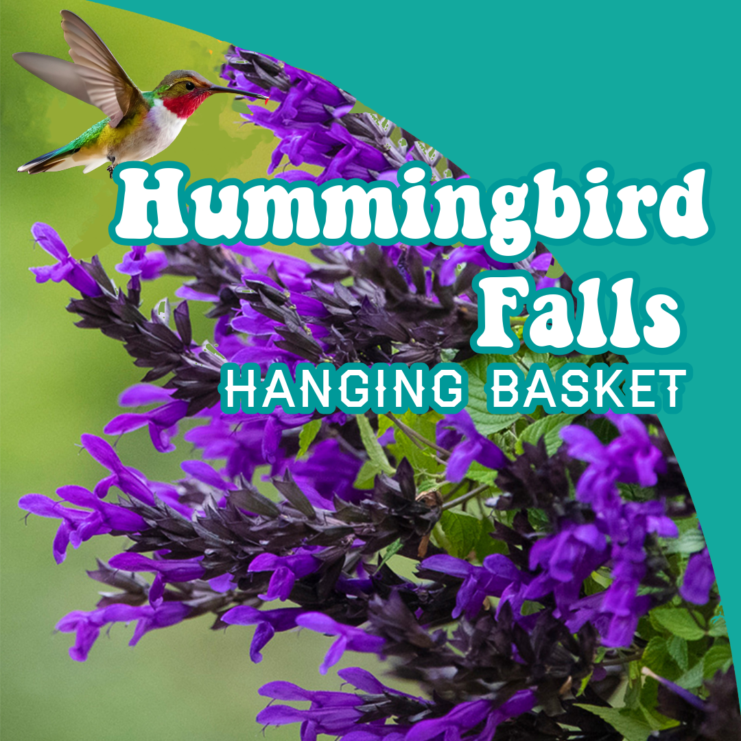 Salvia Hummingbird Falls Hanging Basket | PICKUP ONLY!