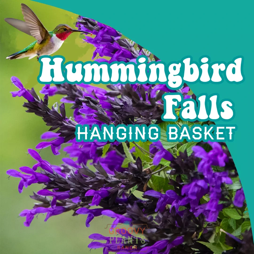 Salvia Hummingbird Falls ~ 1 Hefty Hanging Basket for Pickup at The Ranch