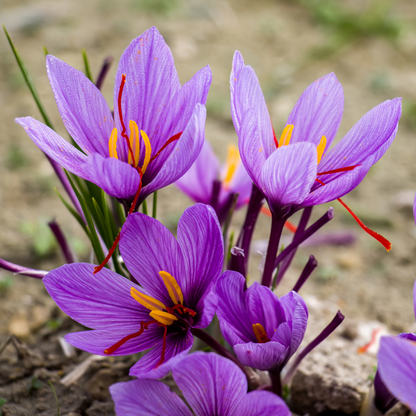 Saffron crocus ~ 25 Blubs for Pickup in Fall