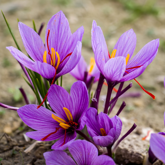 Saffron crocus ~ 25 Blubs for Pickup in Fall