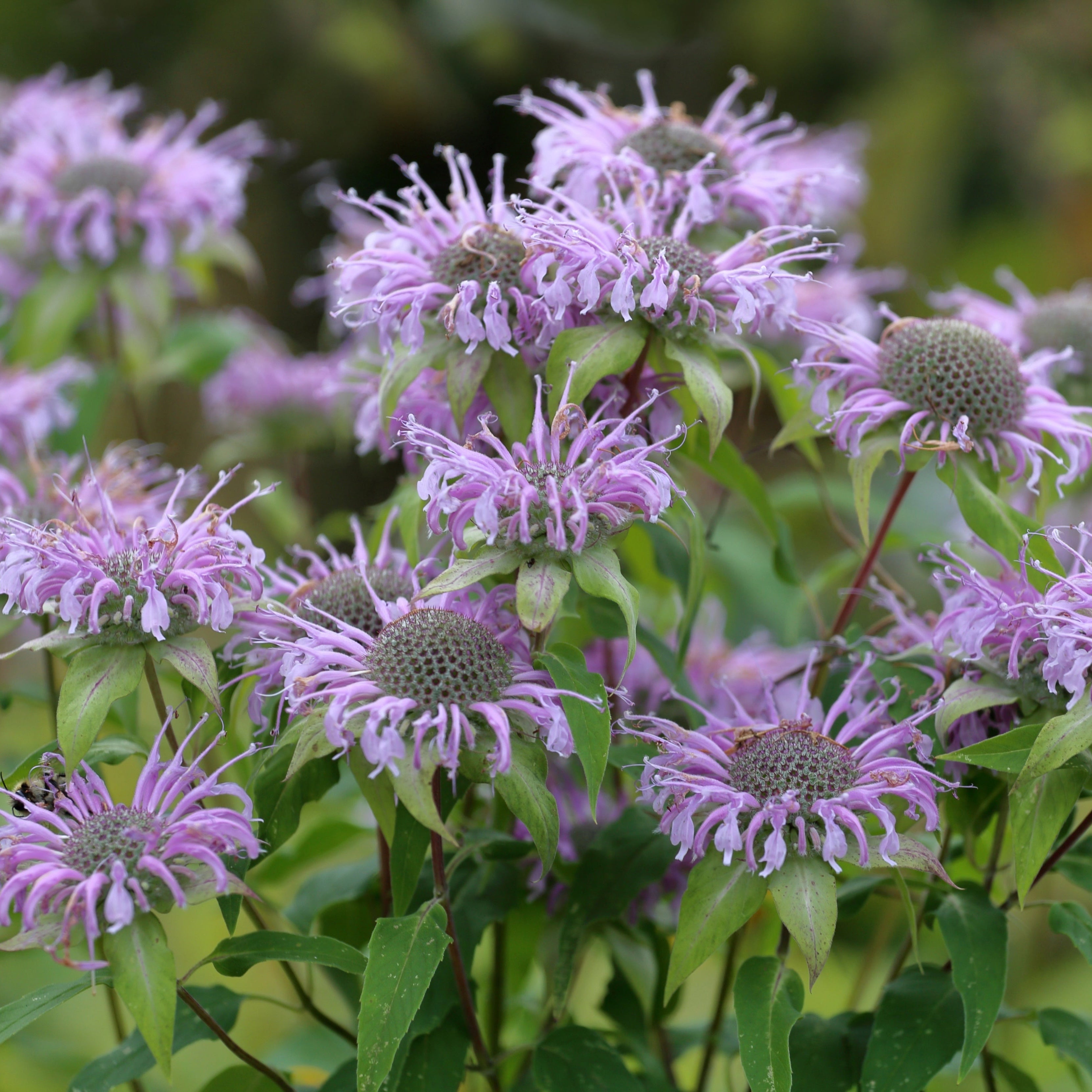 Bee Balm Wild Bergamot ~ Trio of 3 Hefty Plants for Preorder