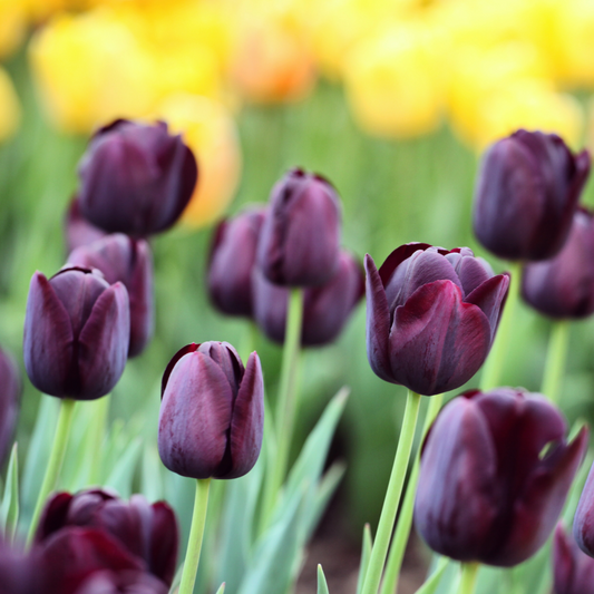 Sea of Tulips ~ Queen of the Night  ~ 60 Blubs for Pickup in Fall