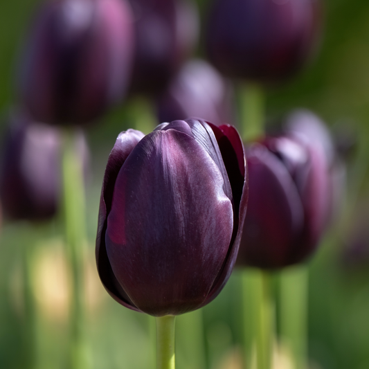 Tulip Queen of the Night  ~ 20 Blubs for Pickup in Fall