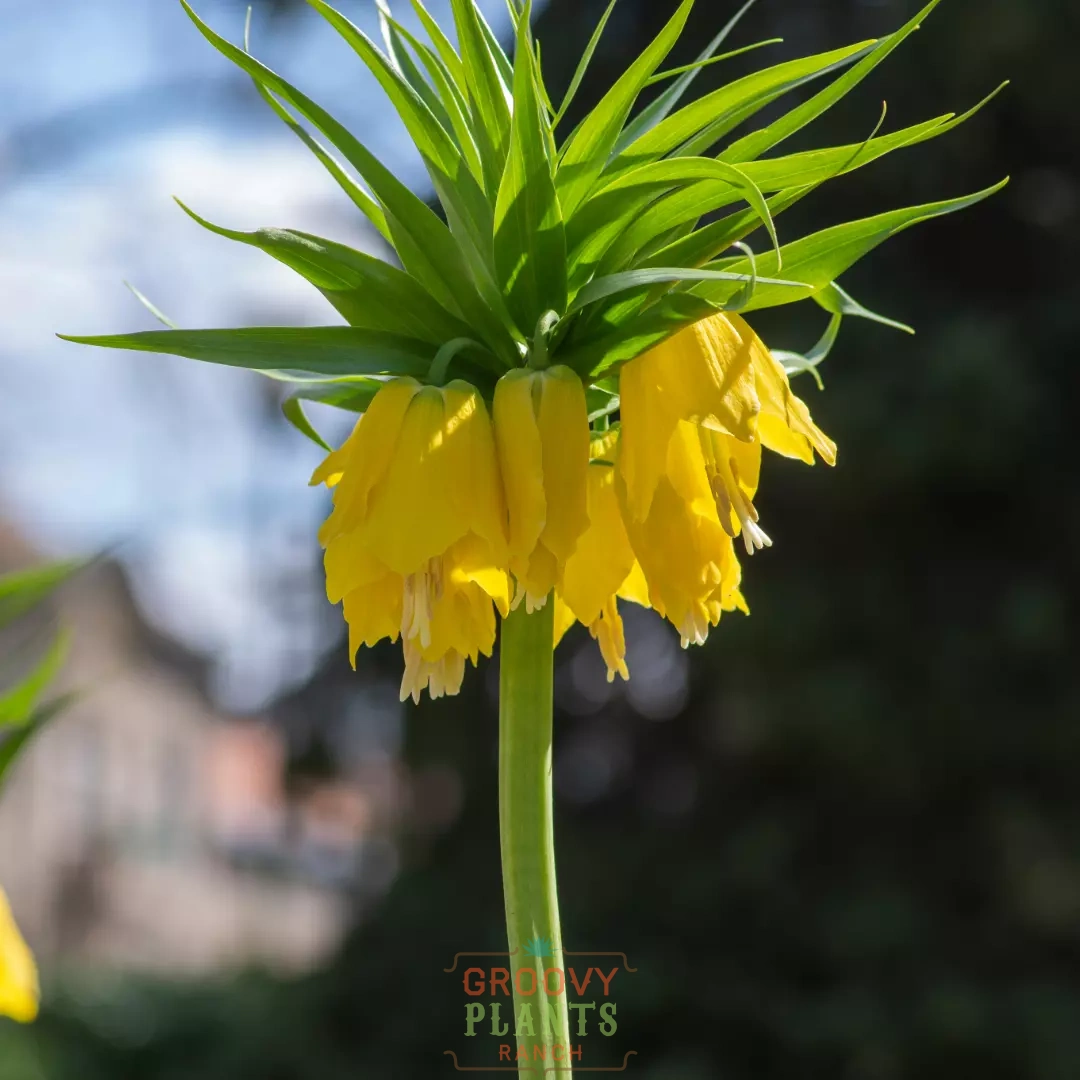 Yellow Crown Imperial Fritillary