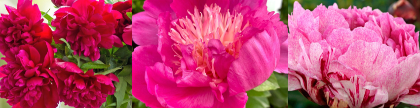 Groovy Plants Ranch - Peony Palooza – The Groovy Plants Ranch LLC
