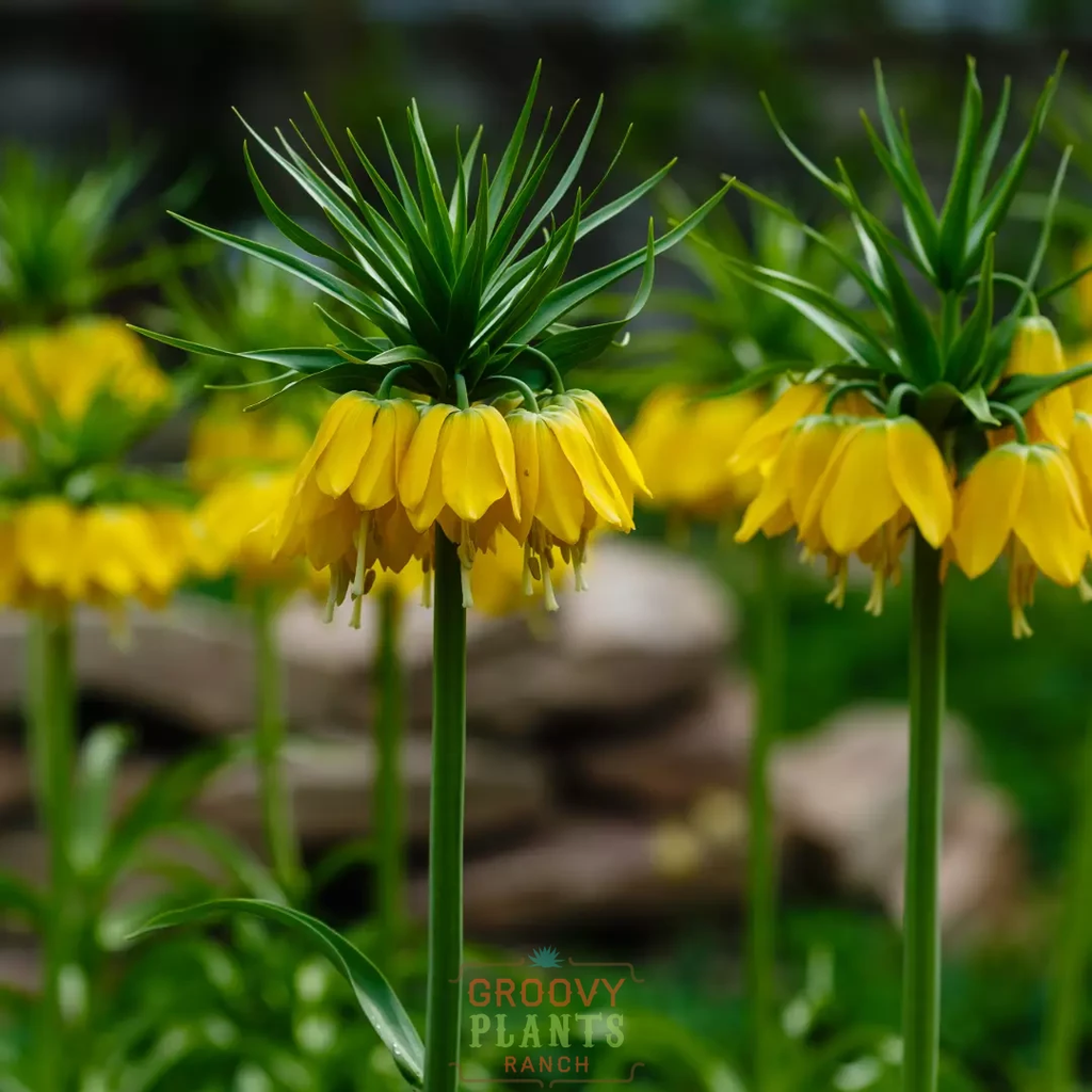 Yellow Crown Imperial Fritillary