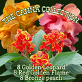 The Canna Collection ~ Field of 24 Hefty Plants for Preorder