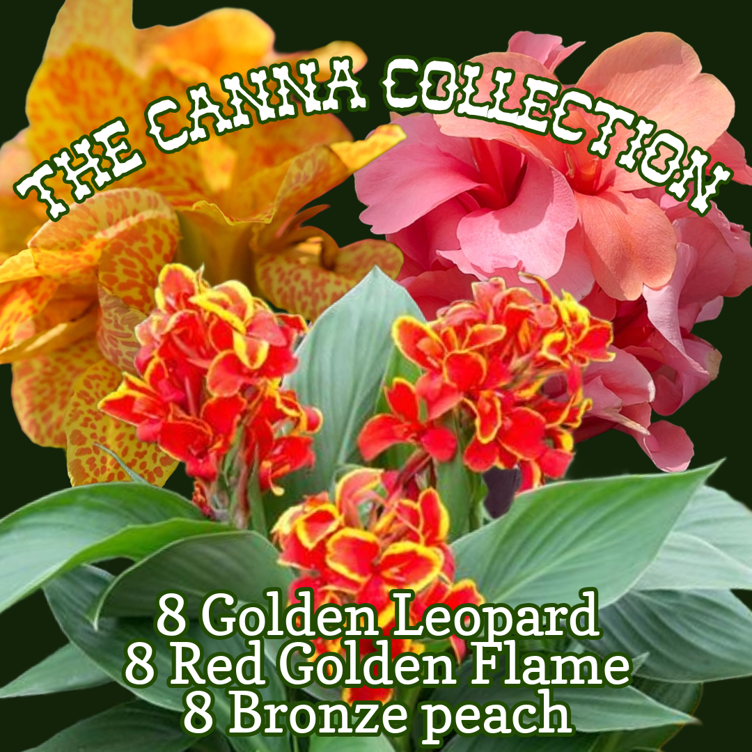 The Canna Collection ~ Field of 24 Hefty Plants for Preorder