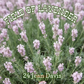 Lavender 'Jean Davis' ~ Field of 24 Hefty Plants for Preorder