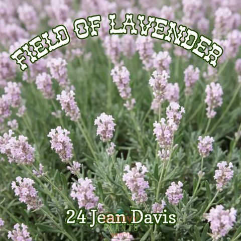 Lavender 'Jean Davis' ~ Field of 24 Hefty Plants for Preorder
