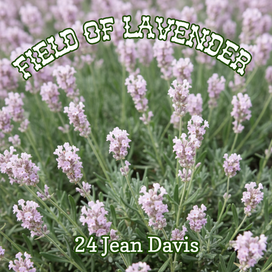 Lavender 'Jean Davis' ~ Field of 24 Hefty Plants for Preorder