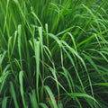 Lemongrass ~ Trio of 3 Hefty Plants for Preorder