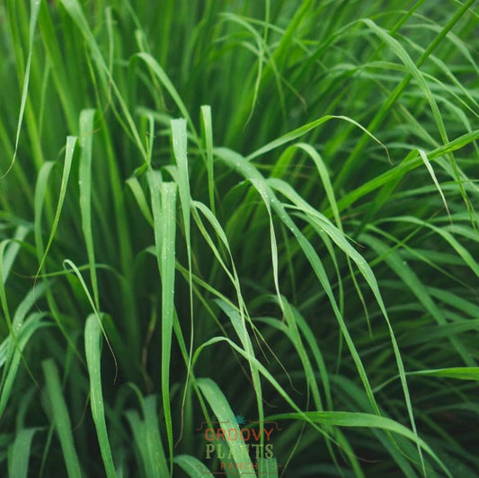 Lemongrass ~ Trio of 3 Hefty Plants for Preorder