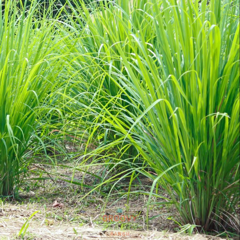 Lemongrass ~ Trio of 3 Hefty Plants for Preorder