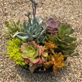 Color Kaleidoscope Succulent Bowl