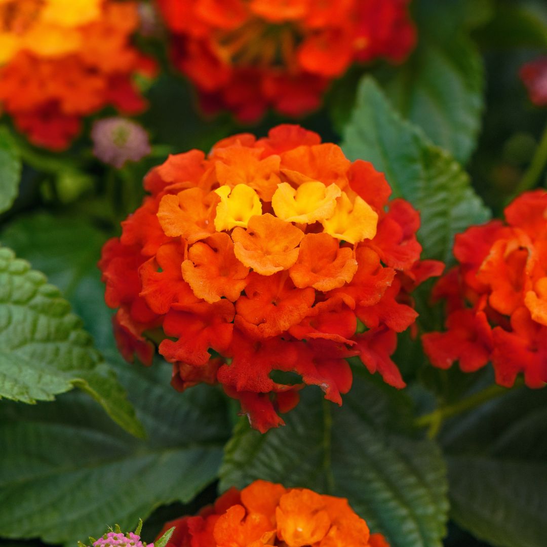 Lantana Shamrock™ Red