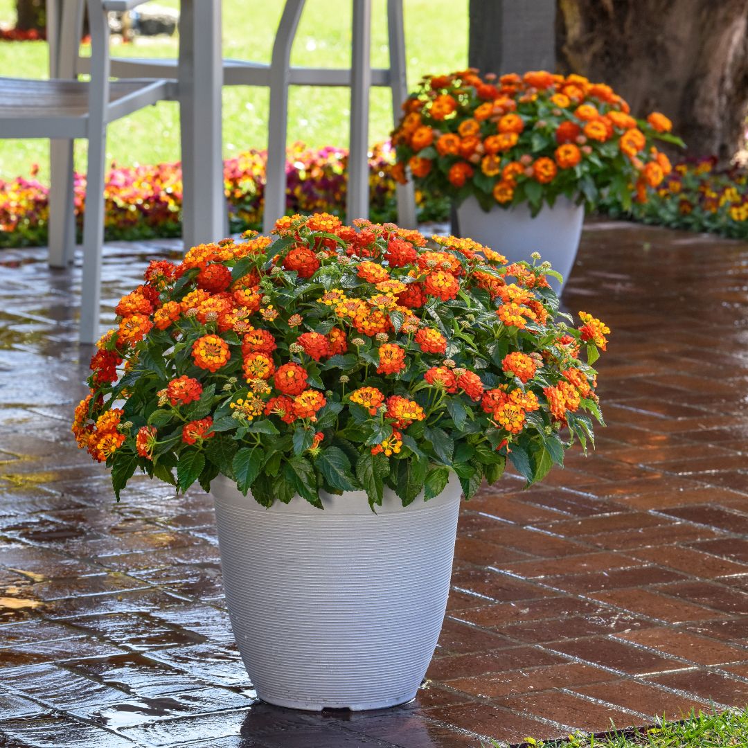 Lantana Shamrock™ Red